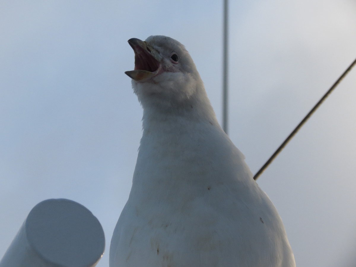 Snowy Sheathbill - Ralph Roberts