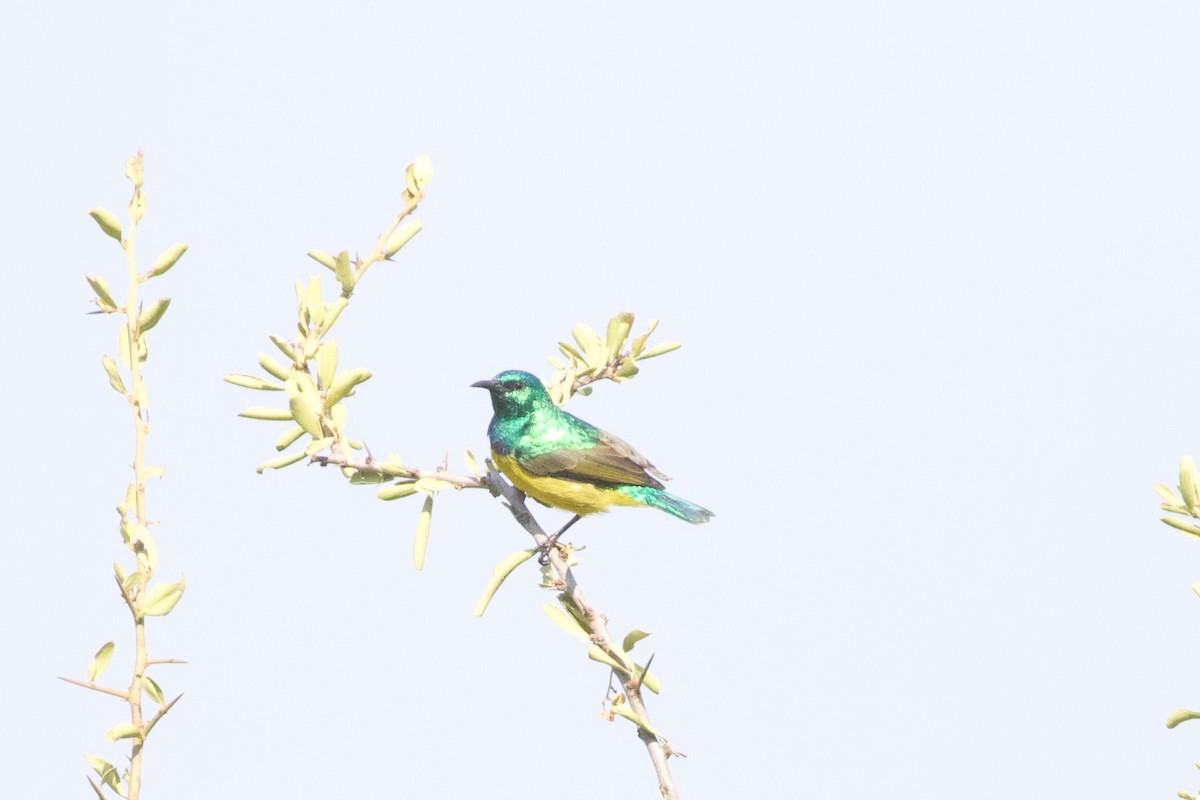 Collared Sunbird - ML598701671