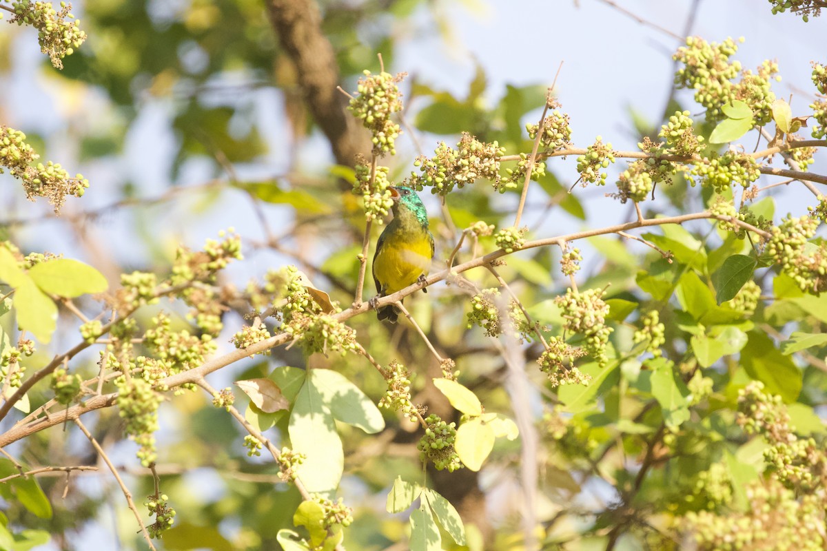 Collared Sunbird - ML598701731