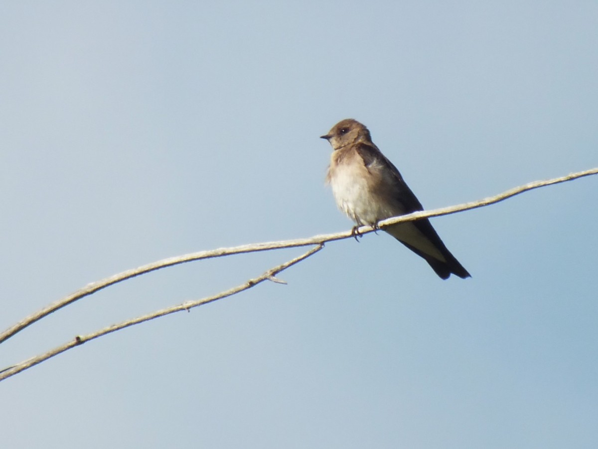 Northern Rough-winged Swallow - ML598703041