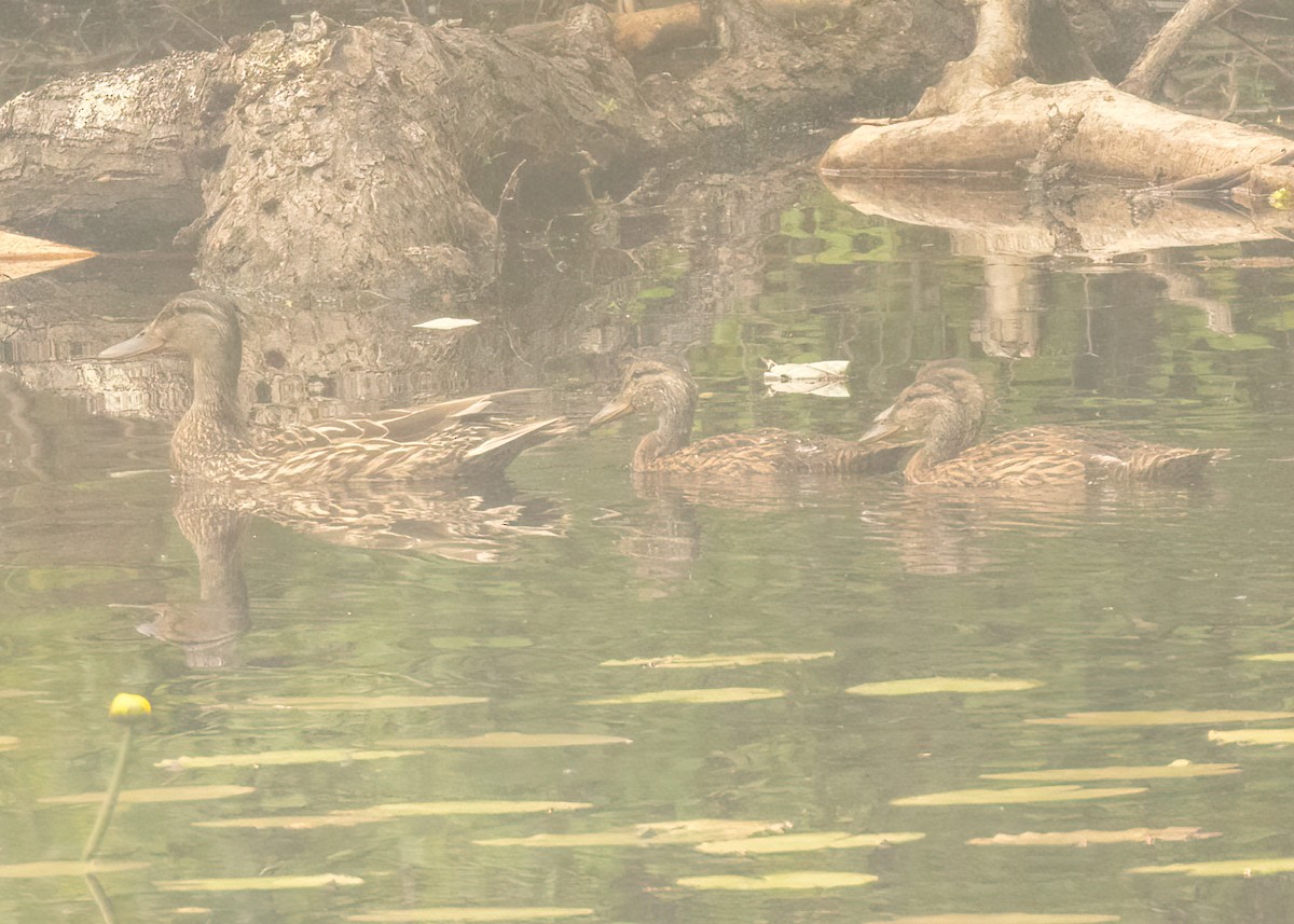 rødfotand - ML598704061