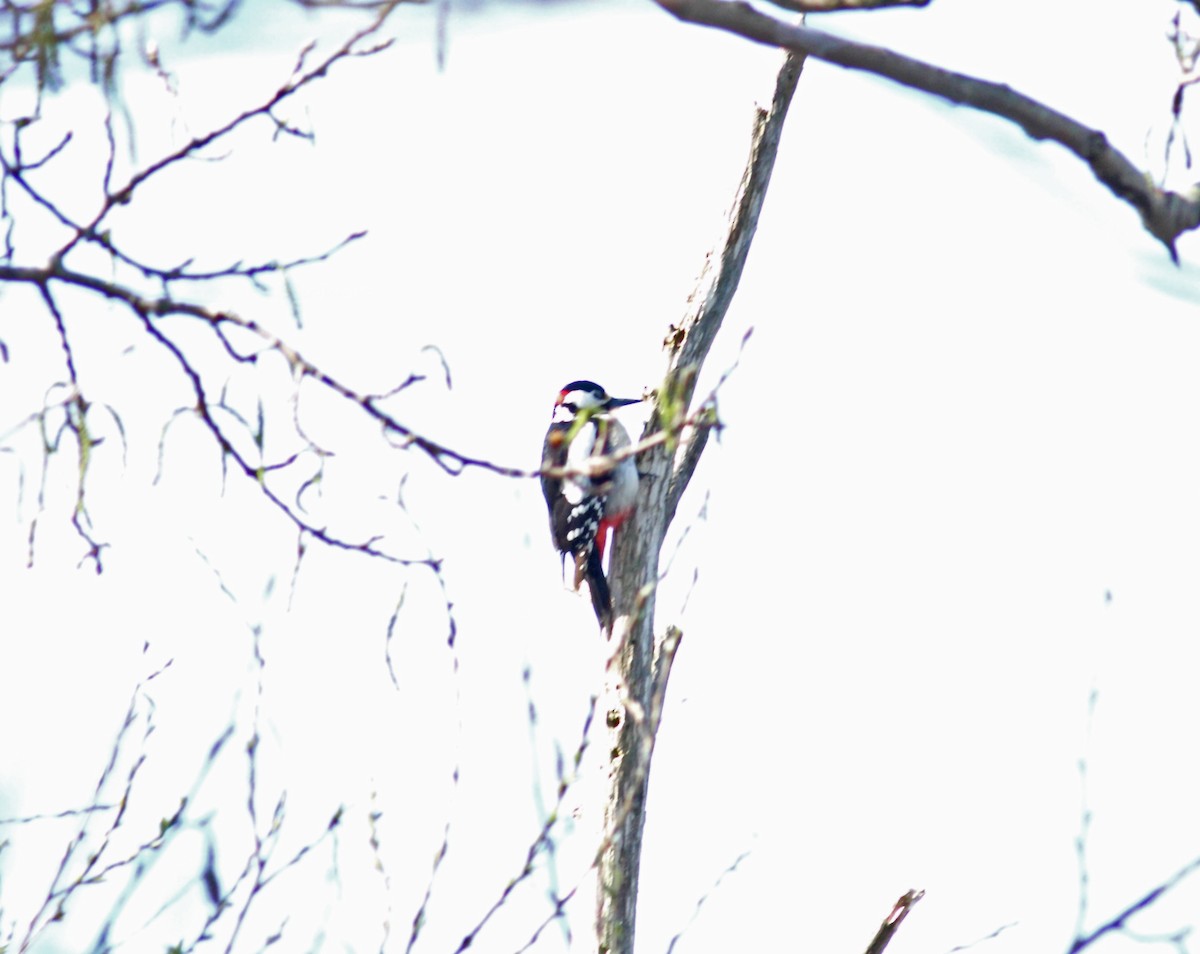 Great Spotted Woodpecker - ML598704521