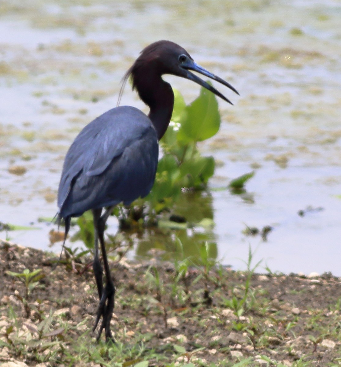 Little Blue Heron - Patricia Isaacson