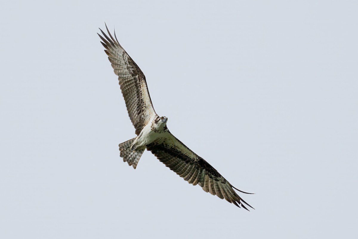 Osprey - ML598705341