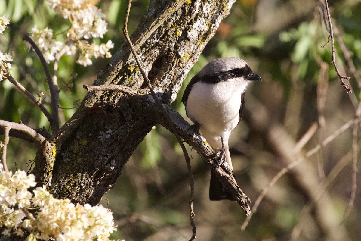 Gray-backed Fiscal - Krista Oswald