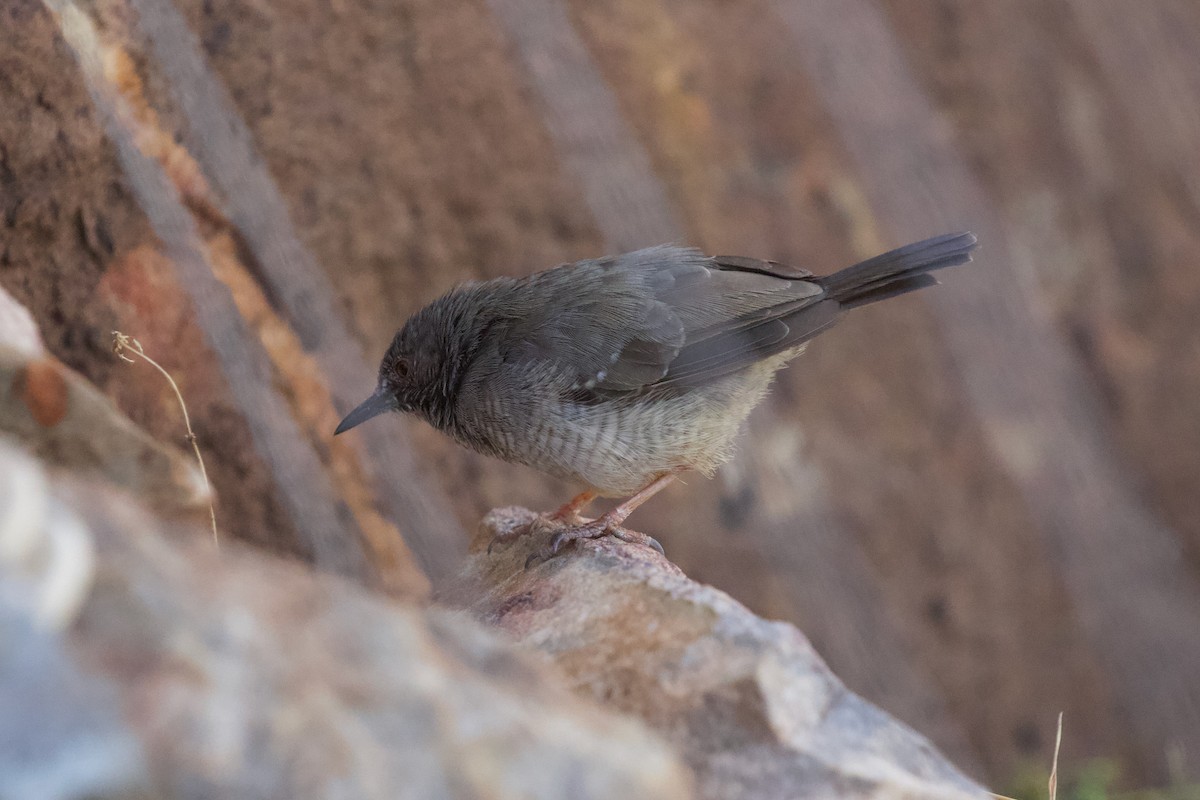 Miombo Wren-Warbler - ML598706781