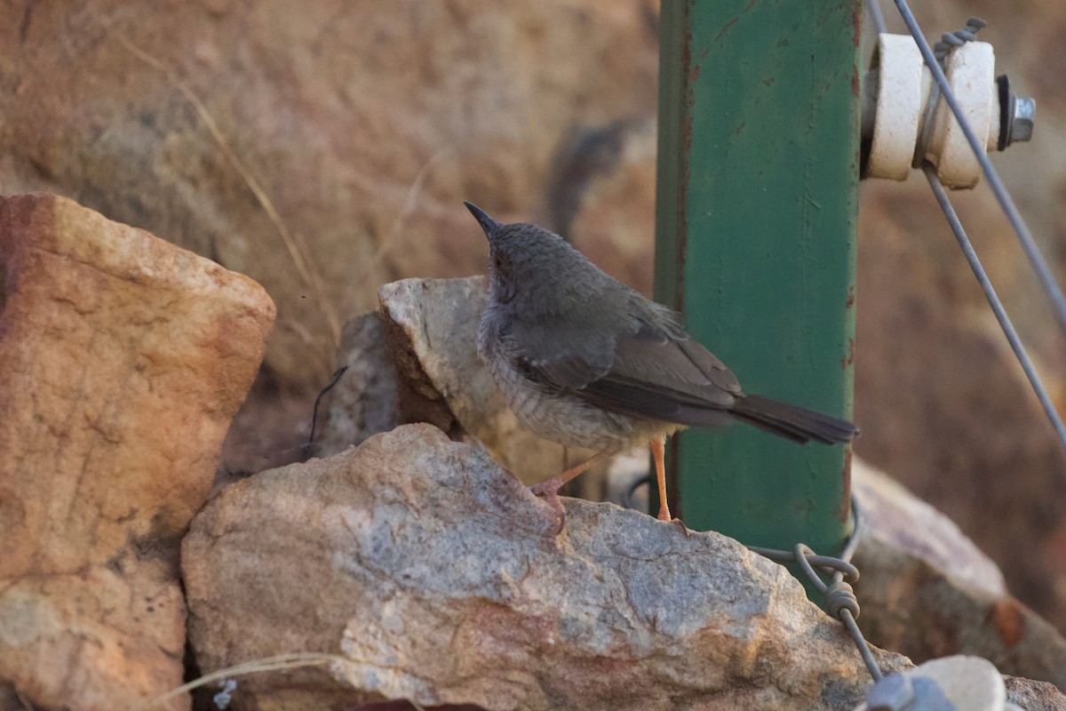 Miombo Wren-Warbler - ML598706811