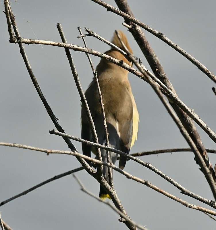 Cedar Waxwing - ML598708171