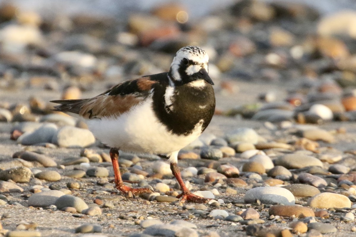 Ruddy Turnstone - ML598708571