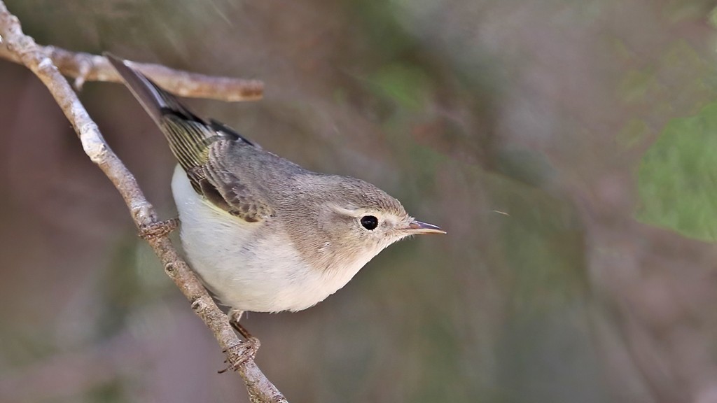 Eastern Bonelli's Warbler - Tuncer Tozsin