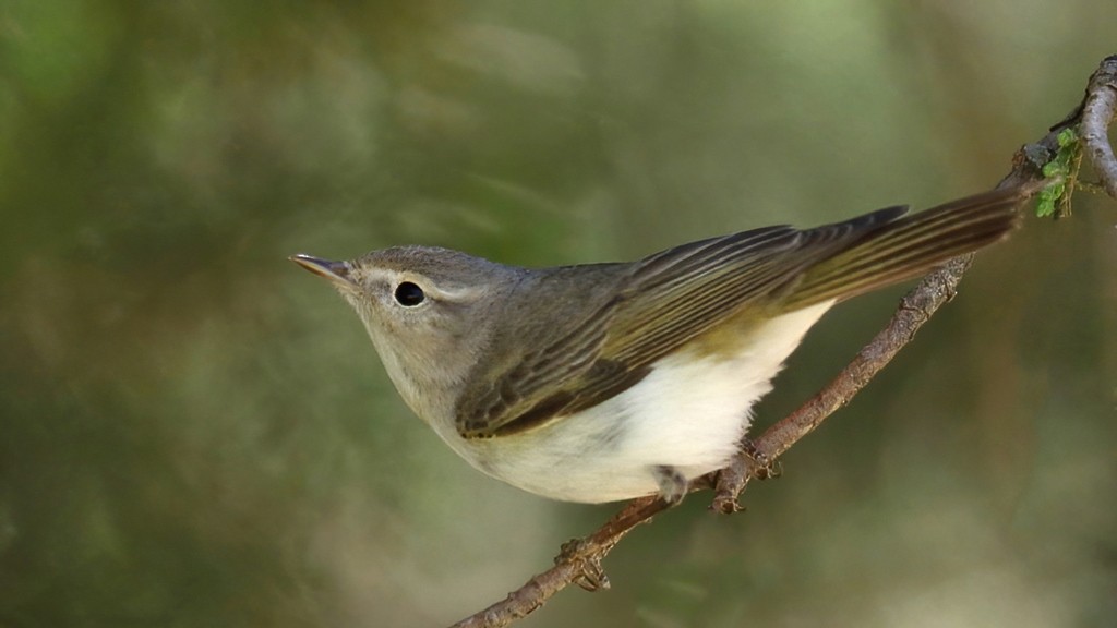 budníček balkánský - ML598708661