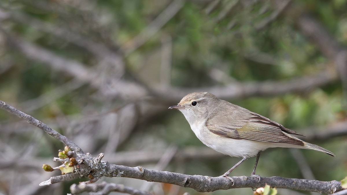 budníček balkánský - ML598708671