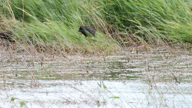 White-faced Ibis - ML598711201