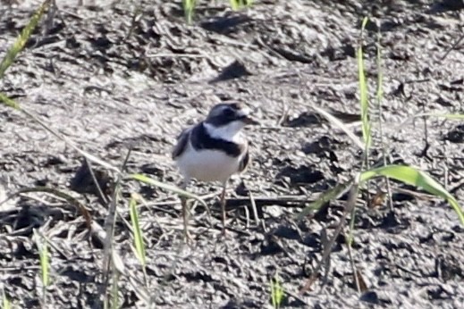Semipalmated Plover - ML598712551