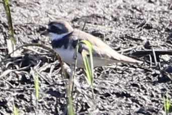 Semipalmated Plover - ML598712561