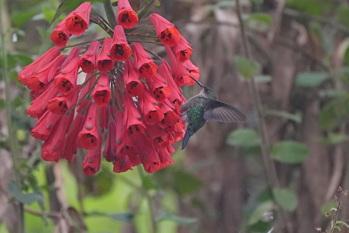 kolibřík vidloocasý - ML598712891