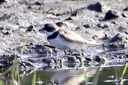 Semipalmated Plover - ML598713261