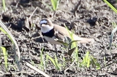 Semipalmated Plover - ML598713271