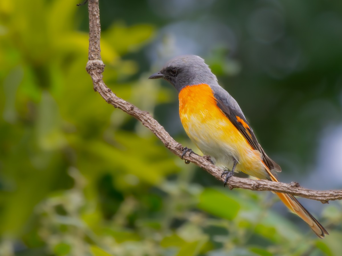 Small Minivet - ML598713321