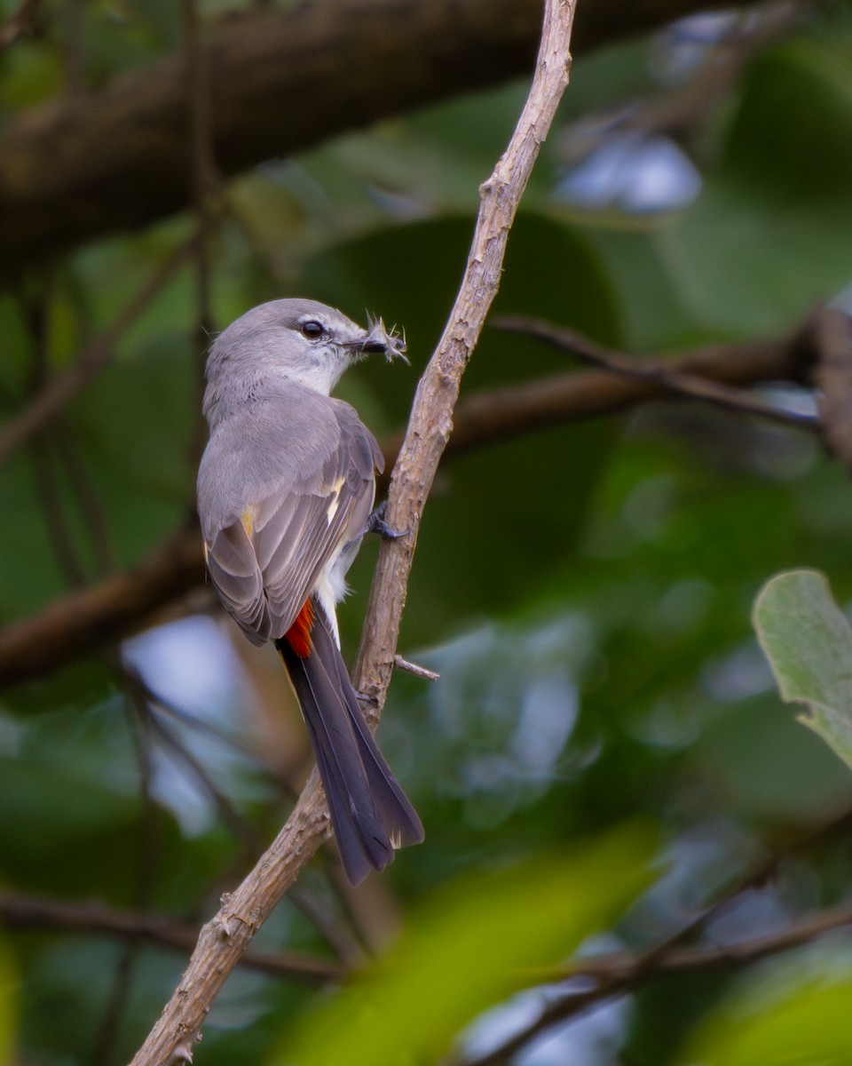 Small Minivet - ML598713341