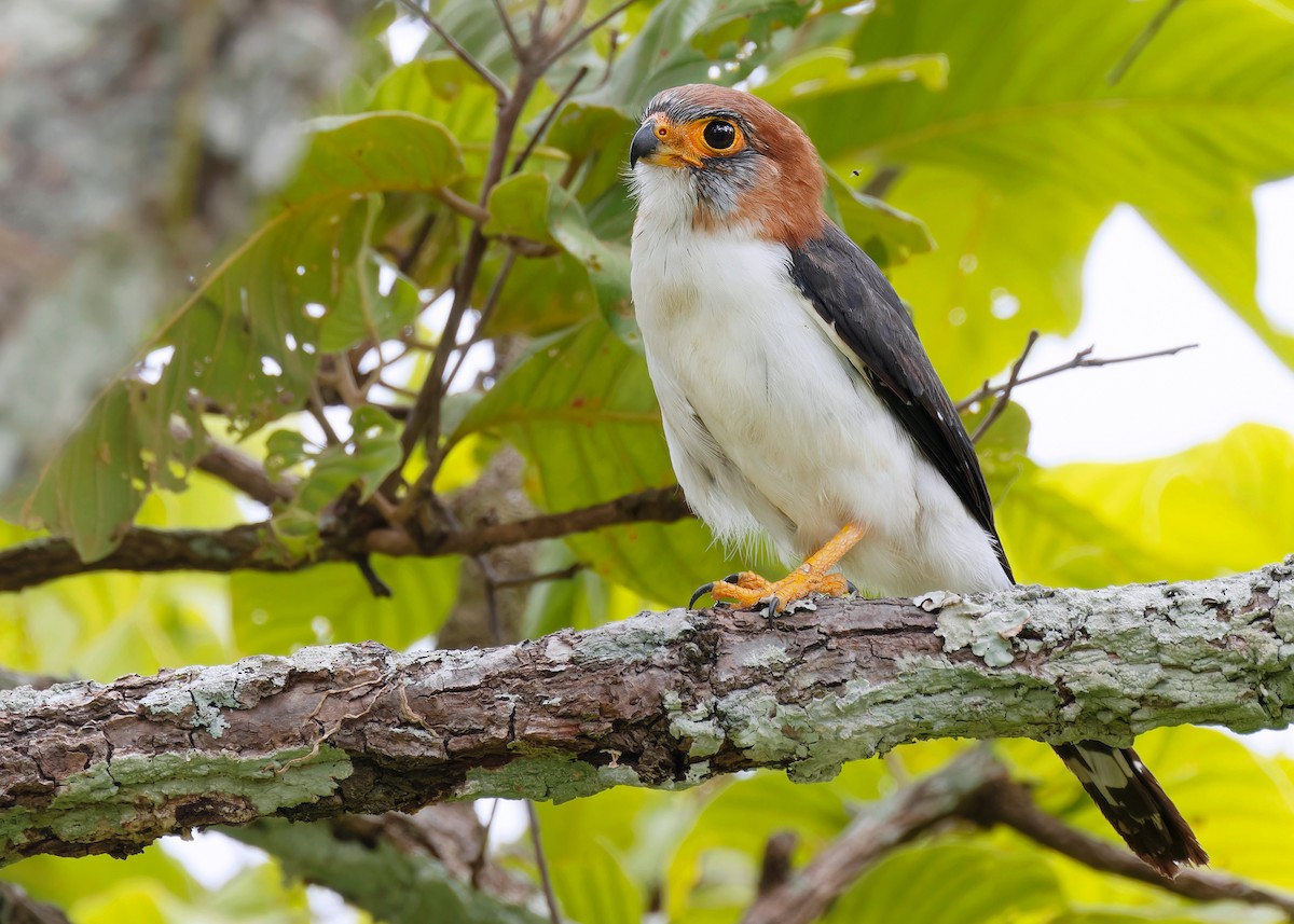 White-rumped Falcon - ML598713521