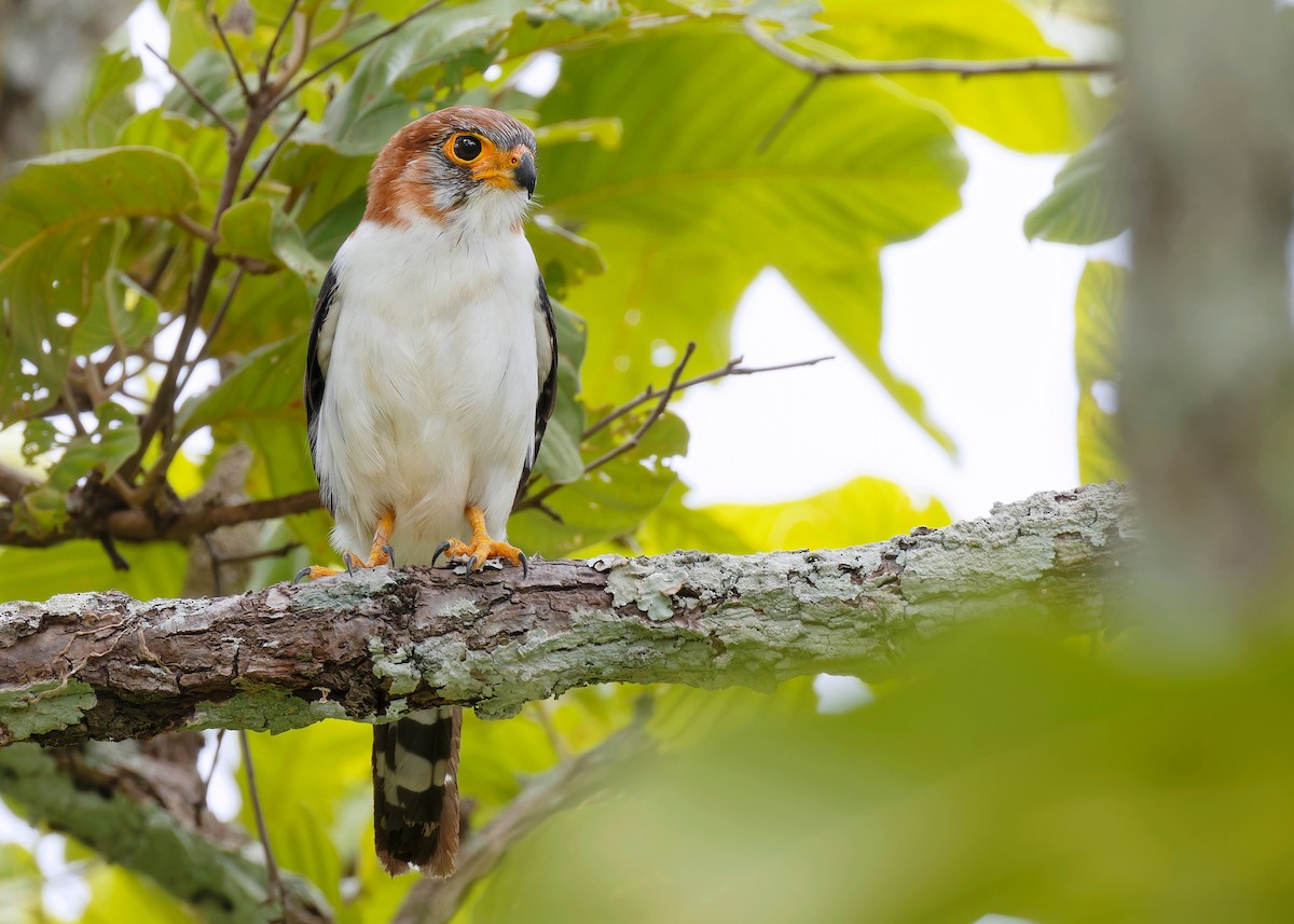 White-rumped Falcon - ML598713581