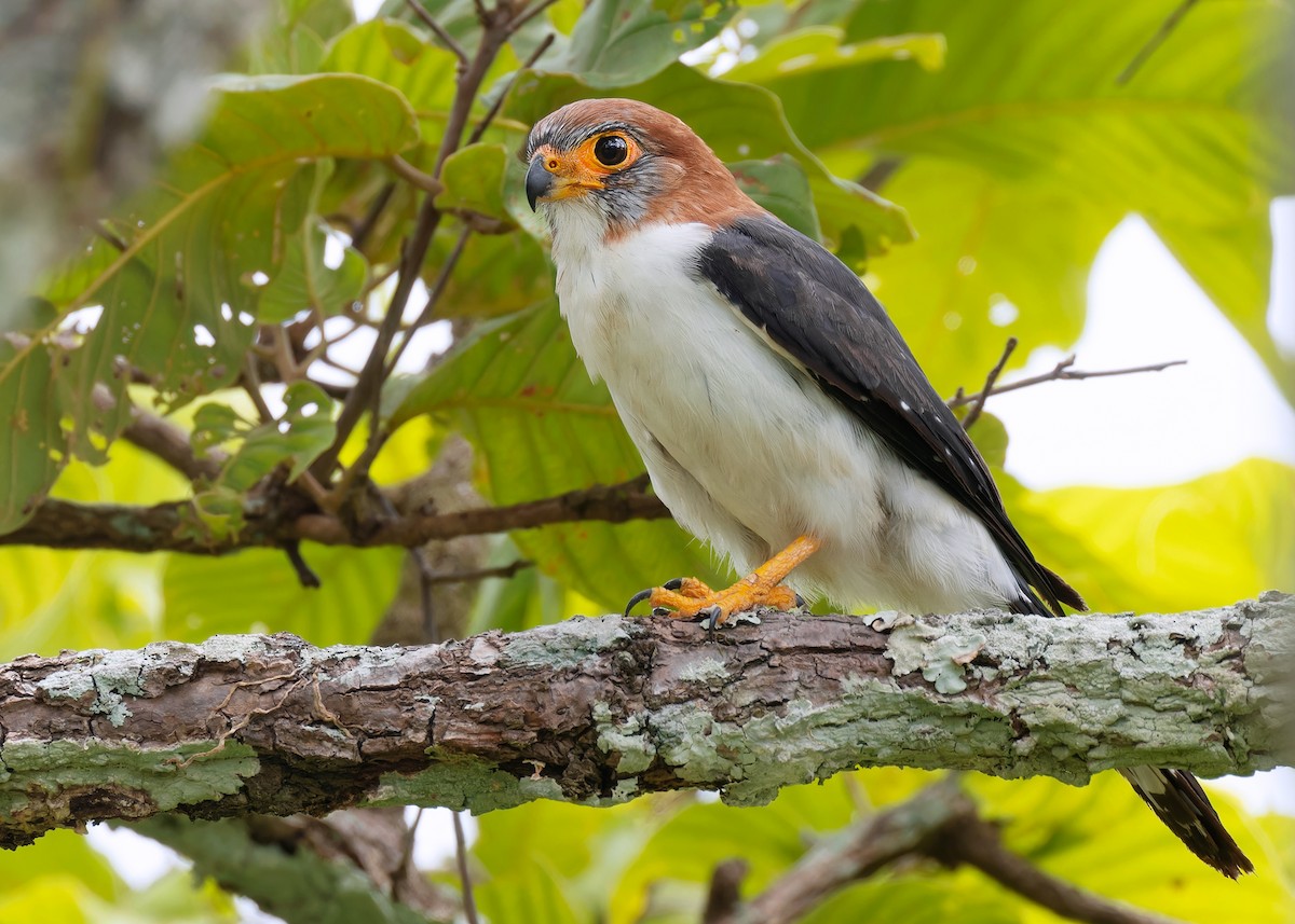 White-rumped Falcon - Ayuwat Jearwattanakanok