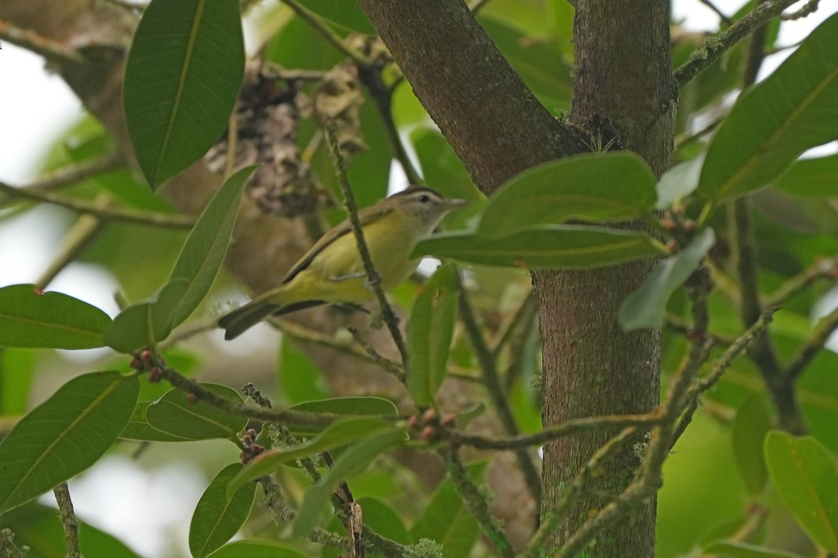 Kahverengi Vireo - ML598713651