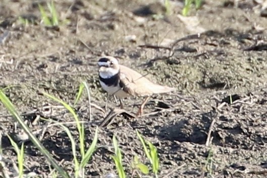 Semipalmated Plover - ML598713711
