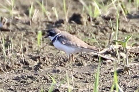 Semipalmated Plover - ML598713721