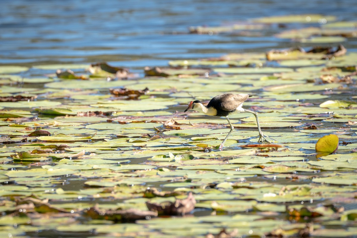 Comb-crested Jacana - ML598713831