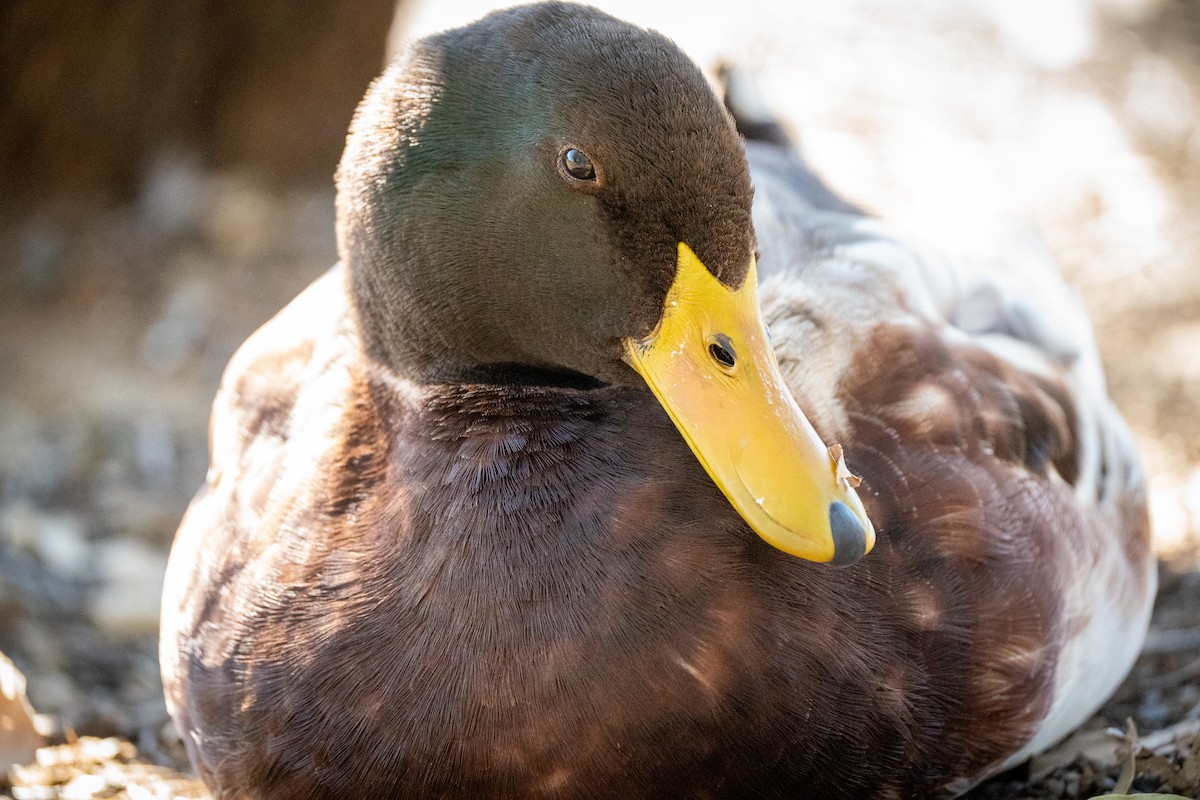 Mallard (Domestic type) - ML598713901