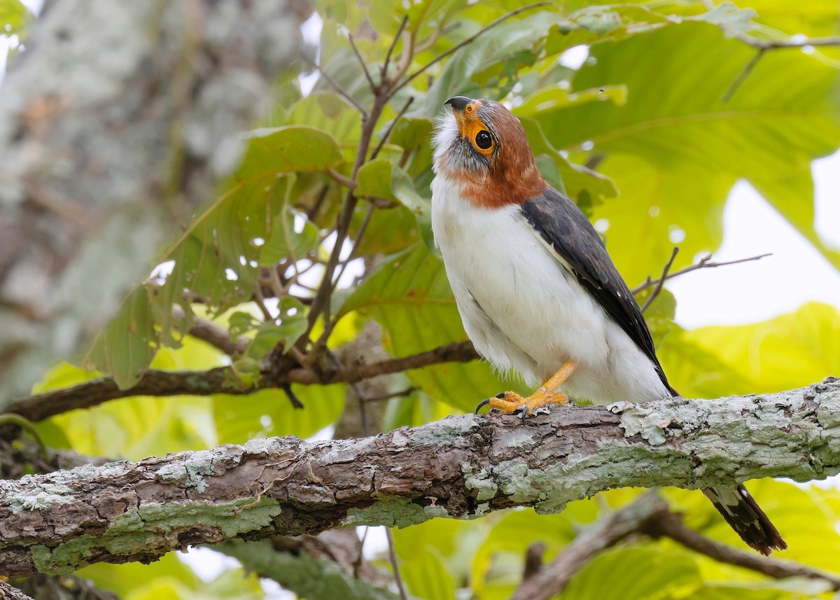 White-rumped Falcon - ML598714061