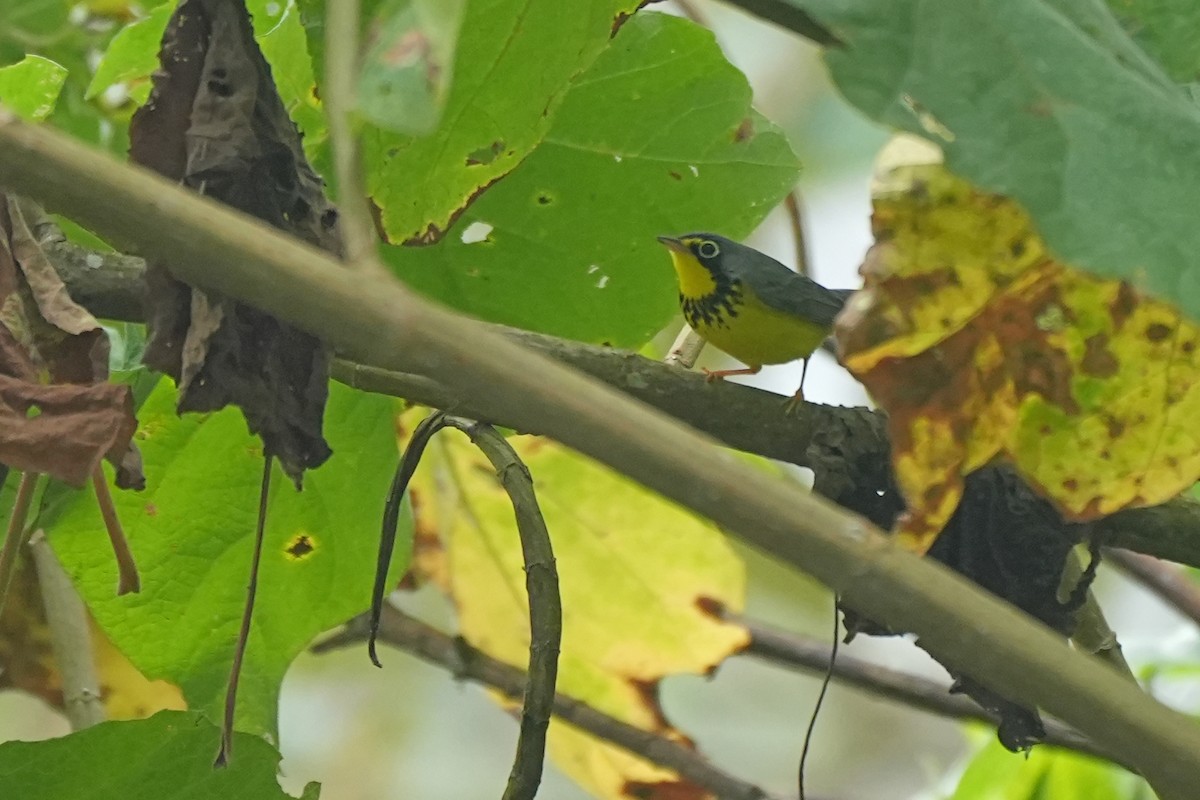 Canada Warbler - ML598714121