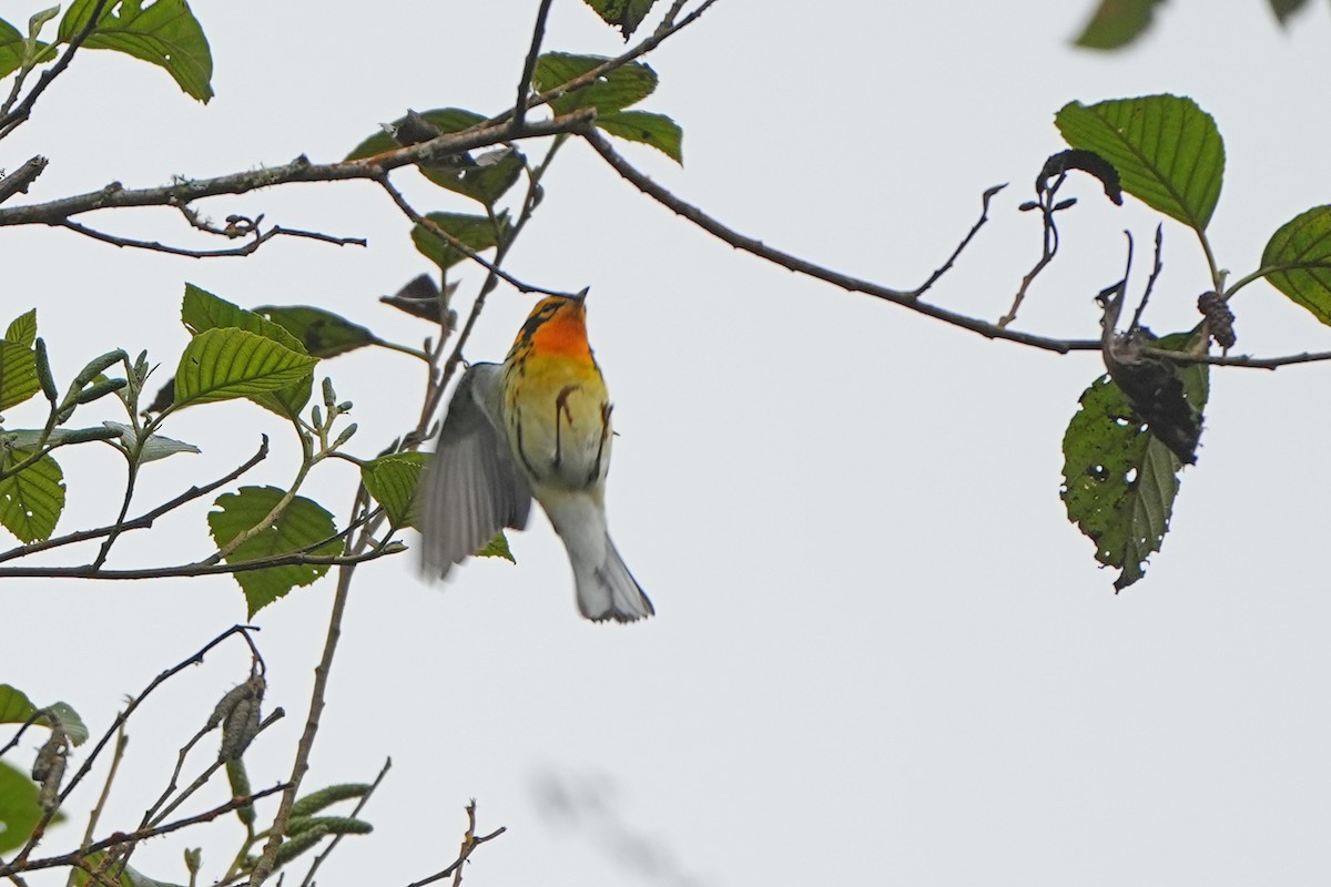 Blackburnian Warbler - ML598714431