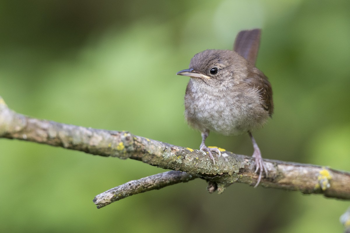 House Wren (Northern) - Michael Stubblefield