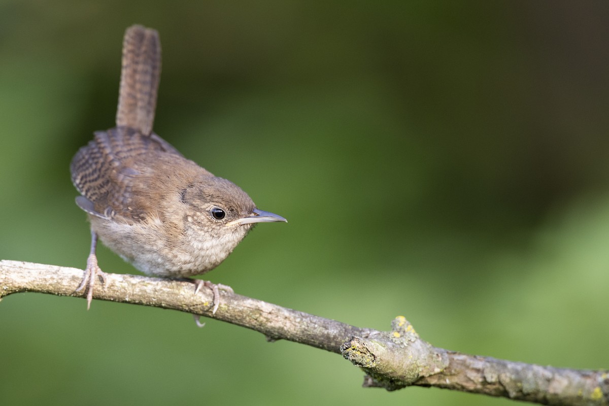 House Wren (Northern) - Michael Stubblefield