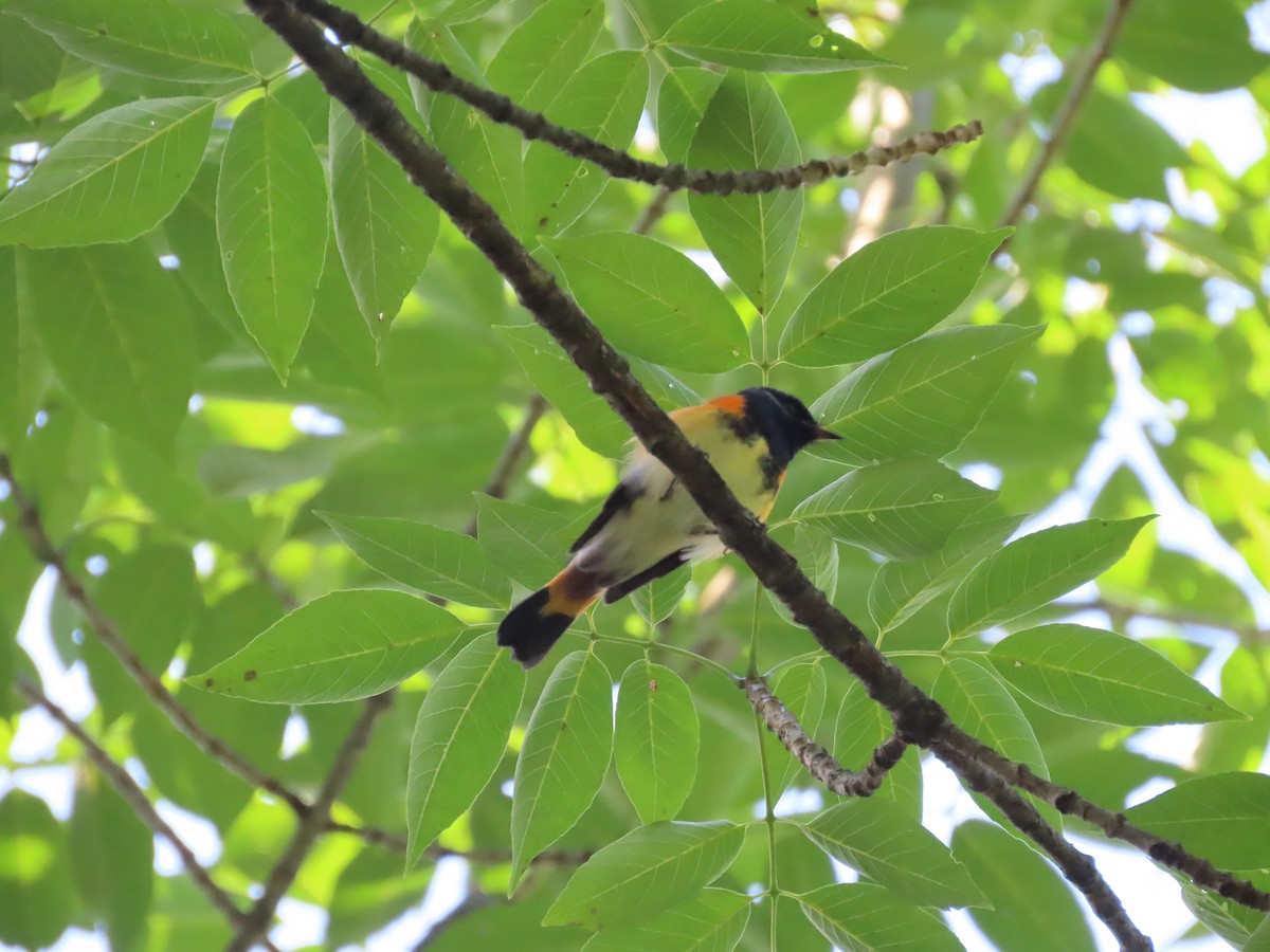 American Redstart - Debra Ferguson