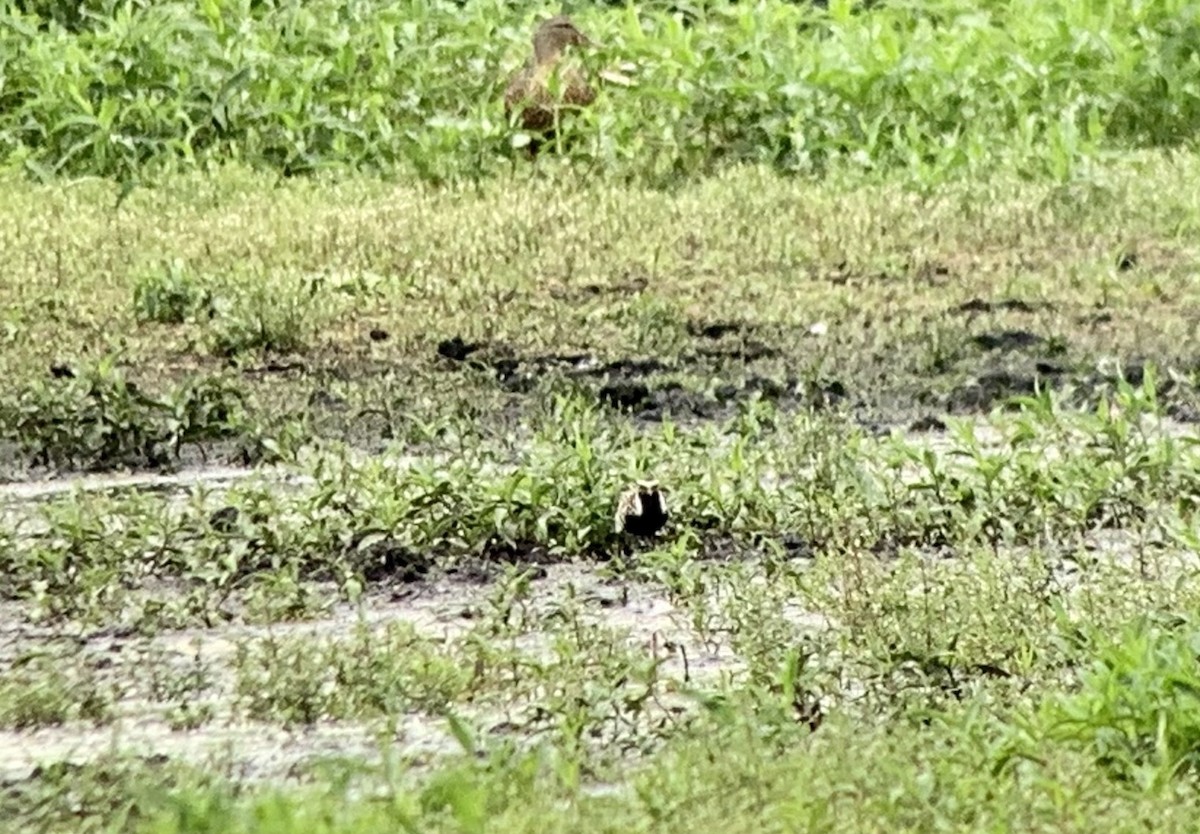 Pacific Golden-Plover - ML598717041