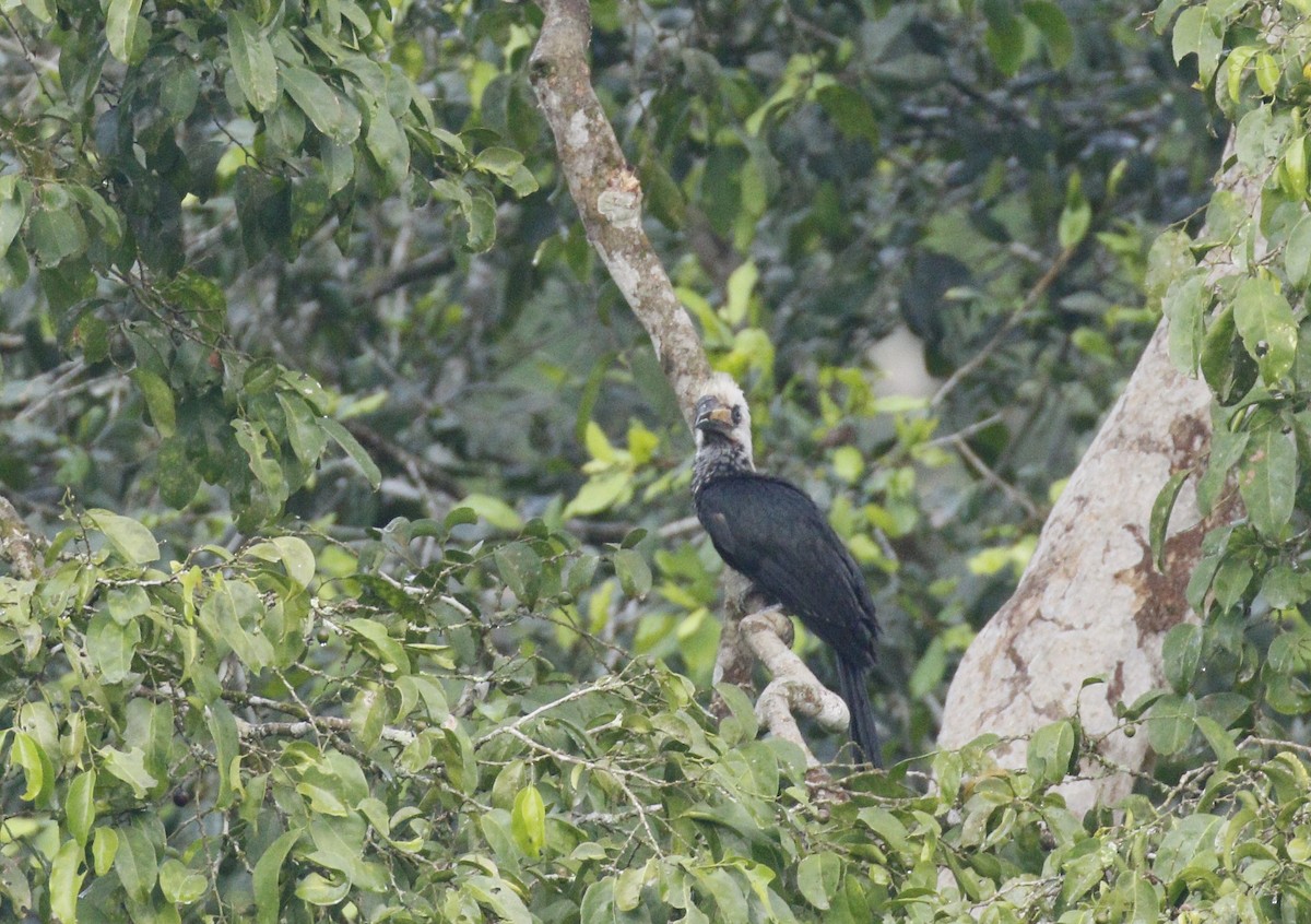 Western Long-tailed Hornbill - ML598717581