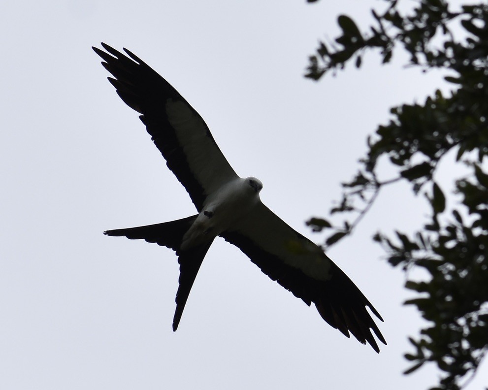 Swallow-tailed Kite - ML598717711
