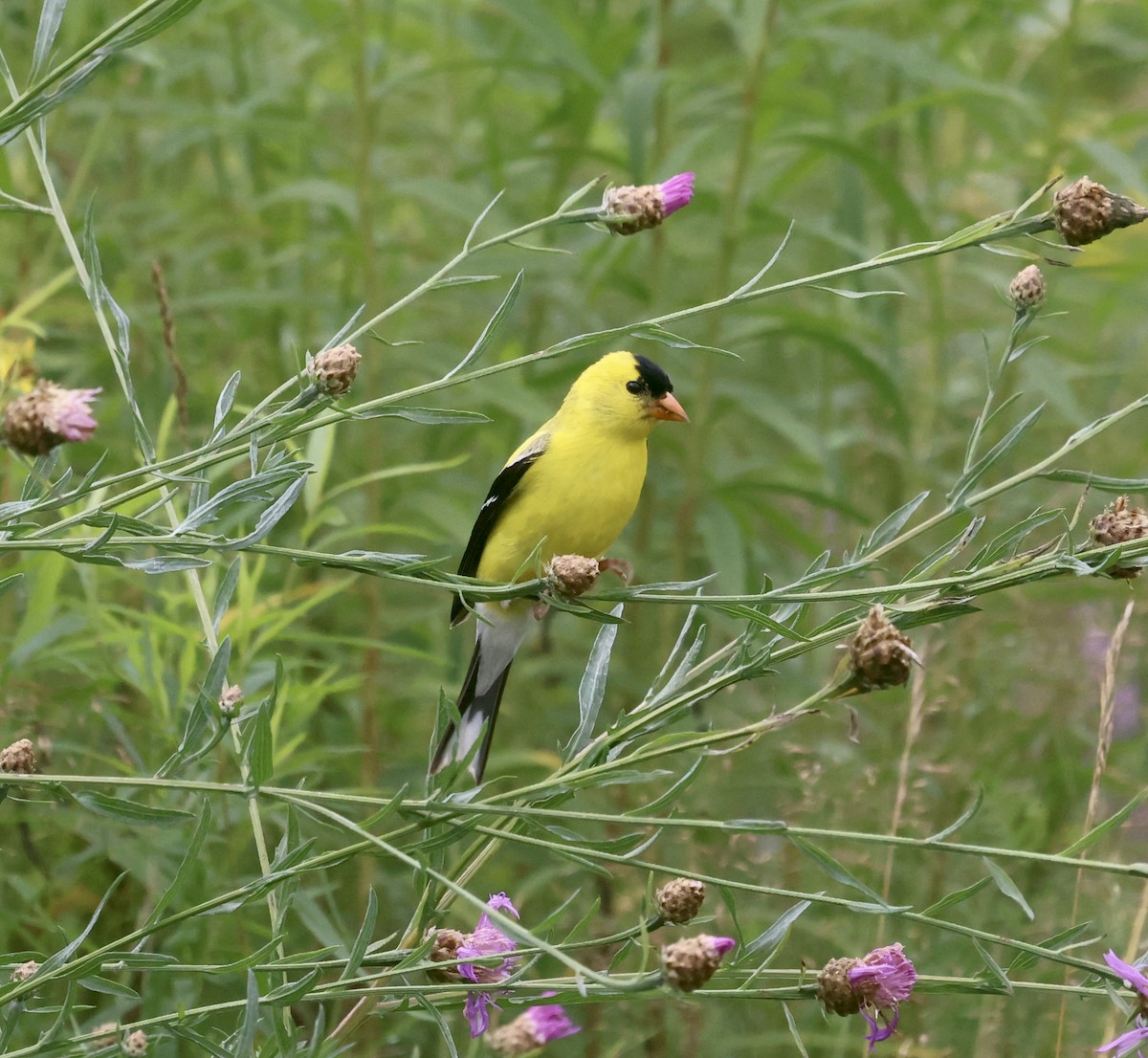 American Goldfinch - ML598718311