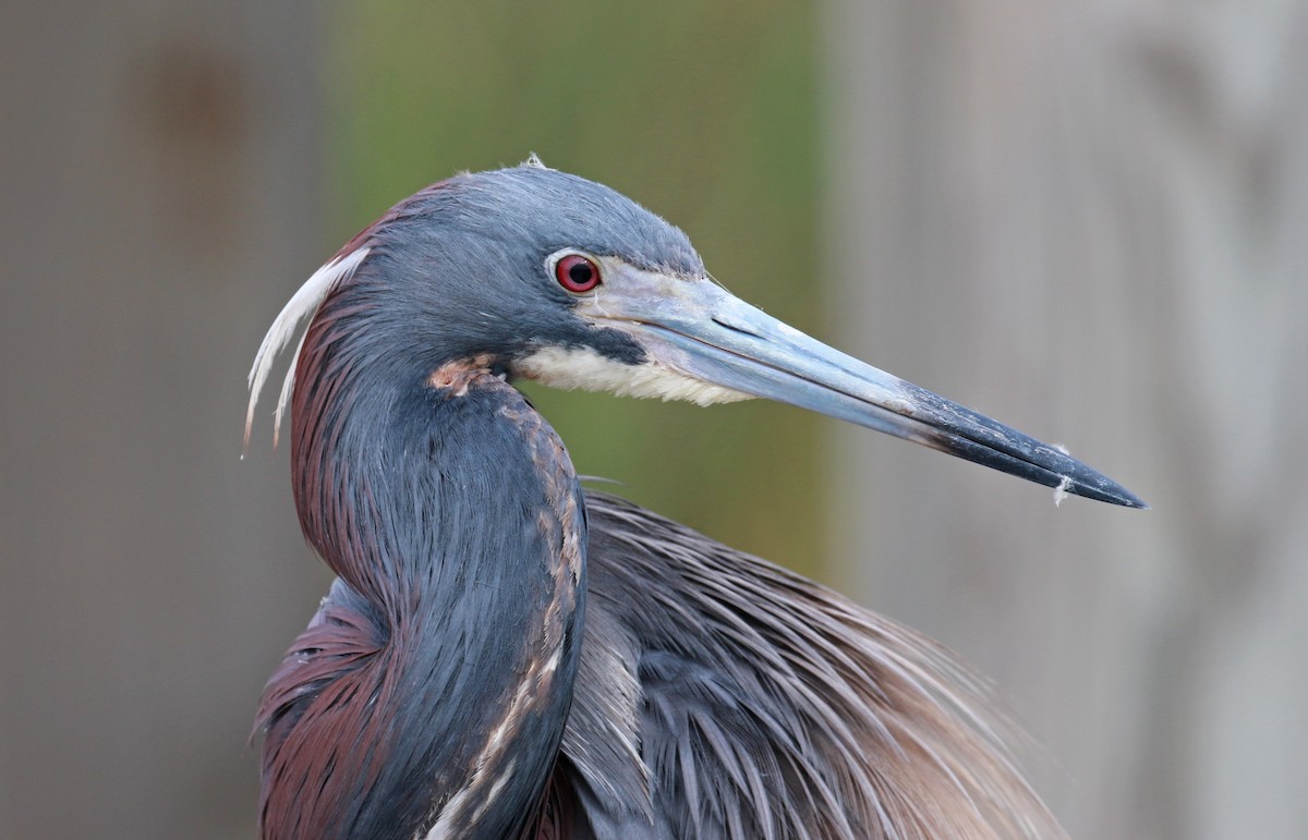 Tricolored Heron - ML59871911