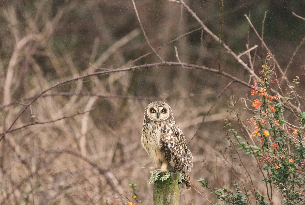 Short-eared Owl - José Gerstle