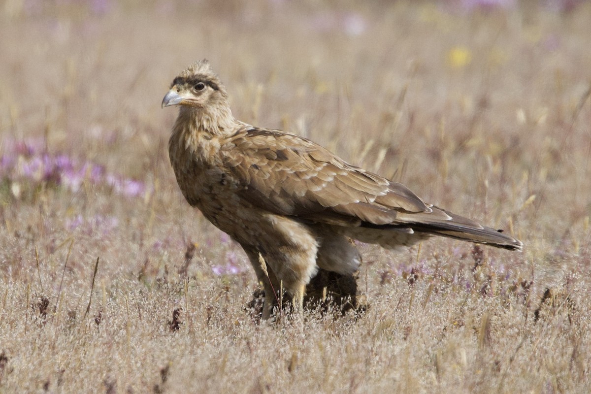 Caracara caronculé - ML598719501