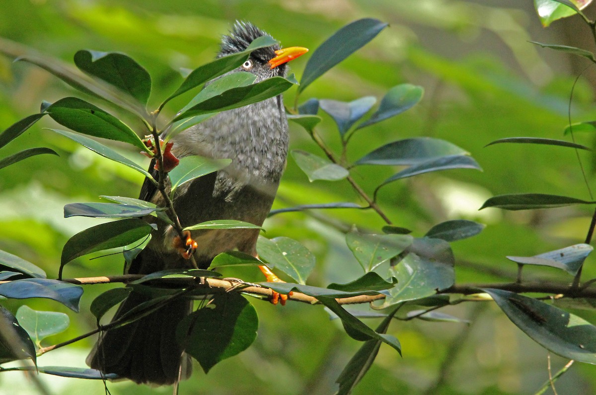 Reunion Bulbul - ML598719961