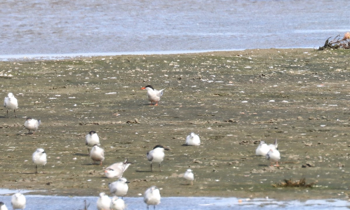 Roseate Tern - Zisheng Yuan