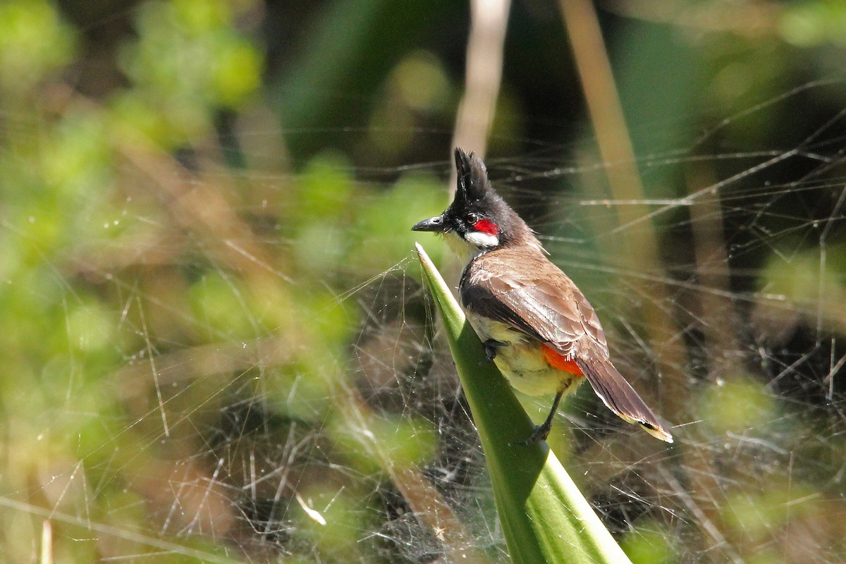 Red-whiskered Bulbul - ML598722331