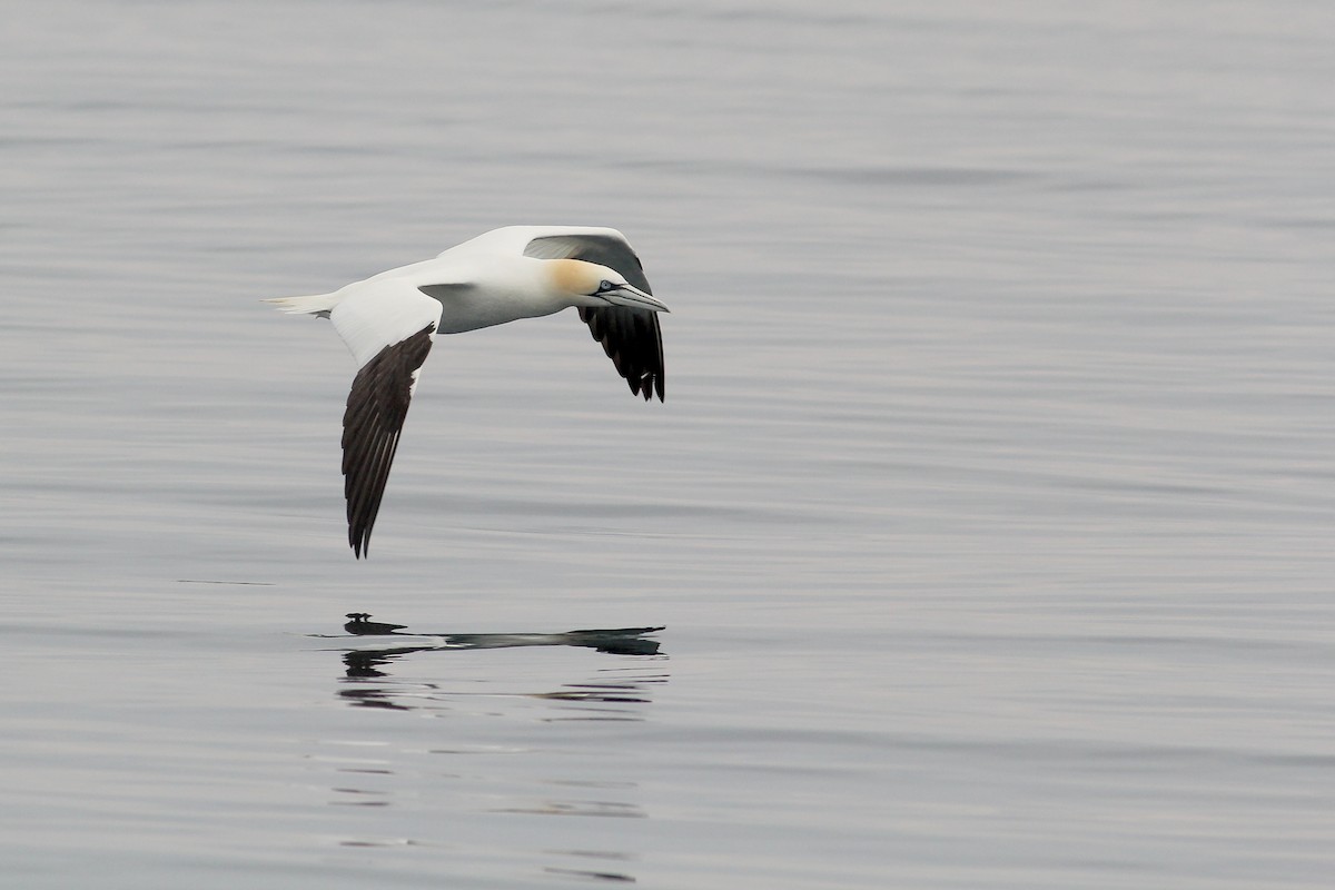 Northern Gannet - ML598722661