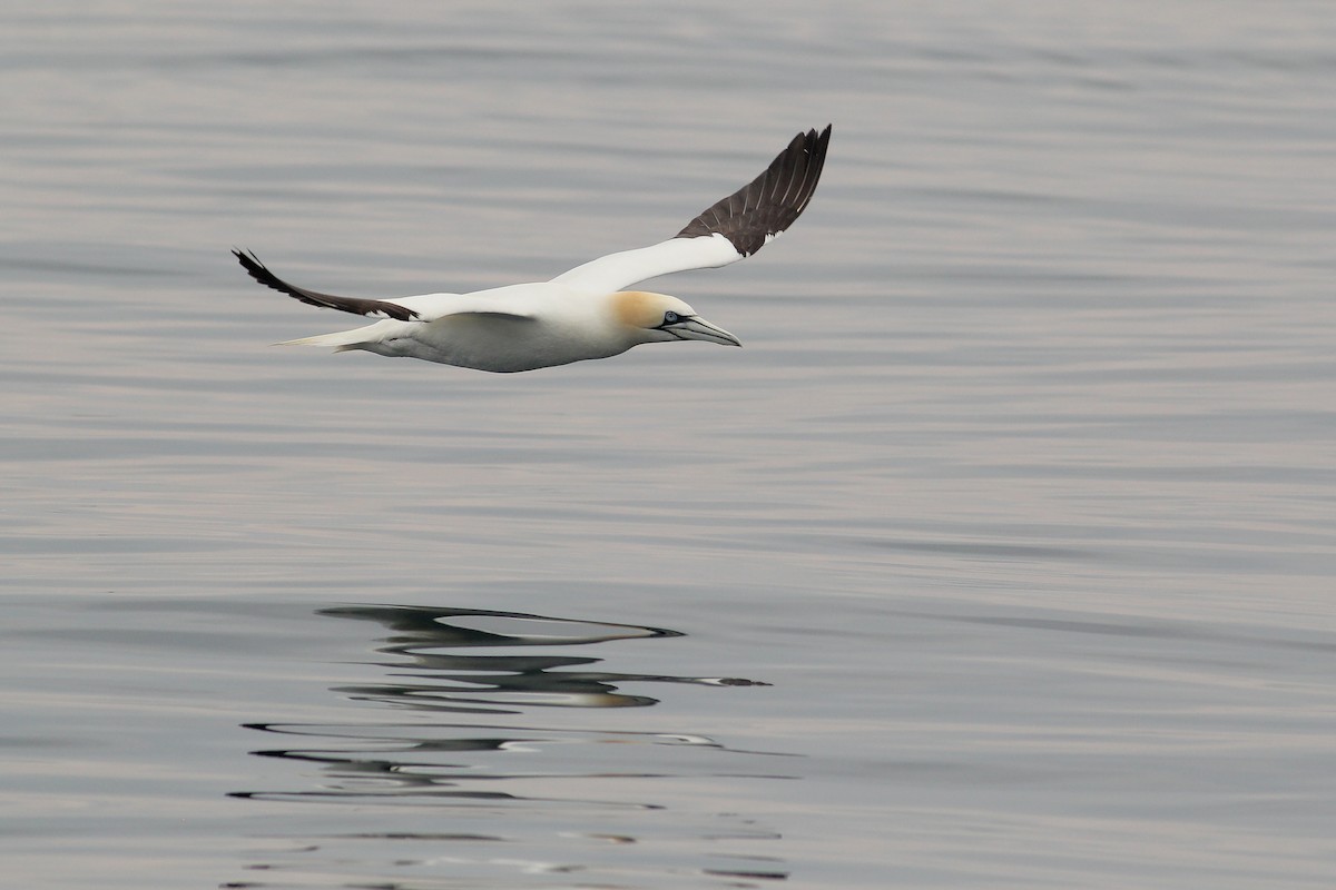 Northern Gannet - ML598722671